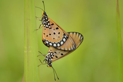 Close-up of butterfly on flower