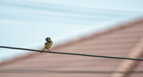 Close-up of bird perching on pole against sky