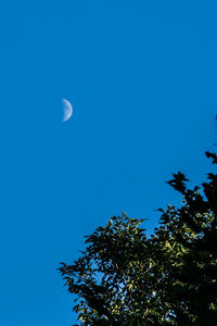 Low angle view of trees against blue sky