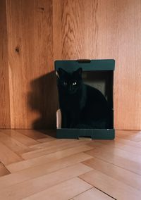 Cat relaxing on floor at home