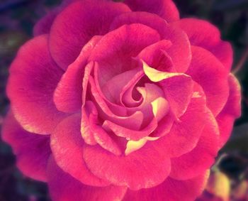 Close-up of pink rose