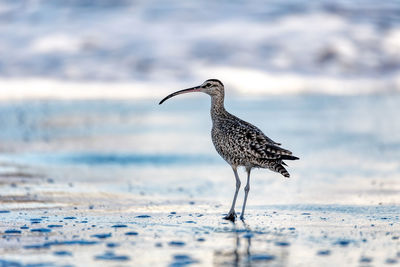 High angle view of bird on beach