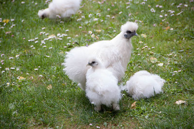 Close-up of white bird on field