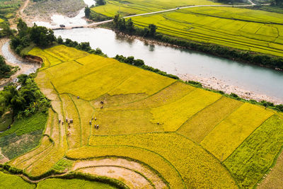 Scenic view of agricultural field by river