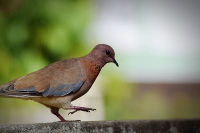 Close-up of bird perching on white background