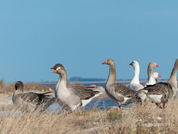 Group of goose on land against sky