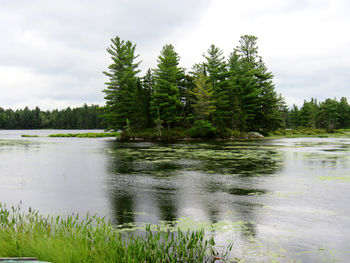 Scenic view of lake in forest against sky