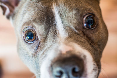 Close-up portrait of dog