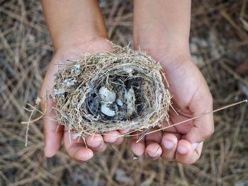 Close-up of human hand holding nest