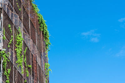 Low angle view of trees against blue sky