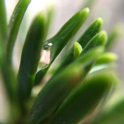 Close-up of succulent plant