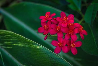 Close-up of pink flowers