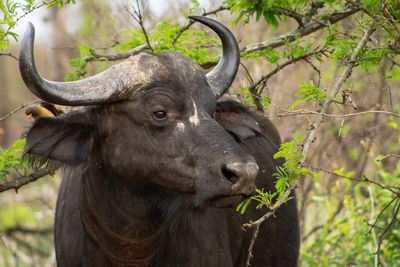 Young african buffalo