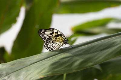 Butterfly on leaf