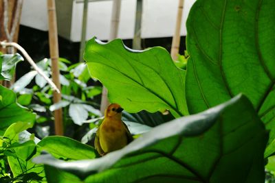 Close-up of bird perching on plant