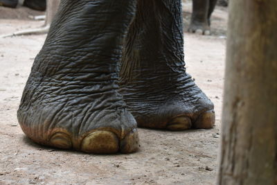 Low section of horse in zoo