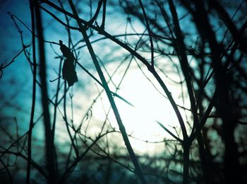 Silhouette of bare tree against sky