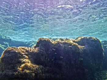 Close-up of rock in sea
