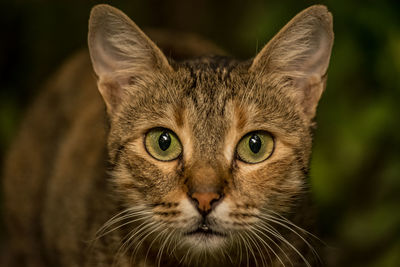 Portrait of cat outdoors 