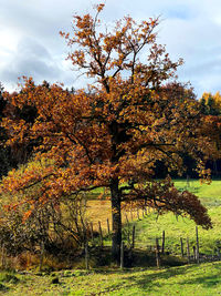 Trees in park during autumn