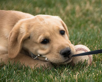 Close-up portrait of dog on grass