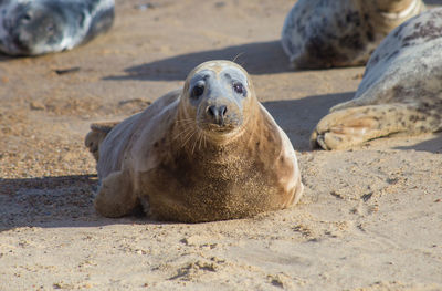 Portrait of sheep on sand