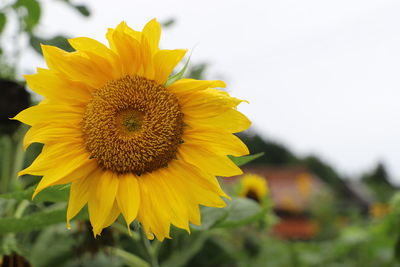 Close-up of yellow sunflower