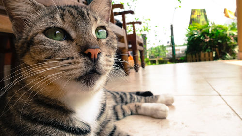 Close-up portrait of cat