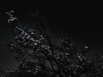 Low angle view of flowering tree against sky at night