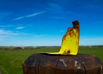 View of grassy field against blue sky