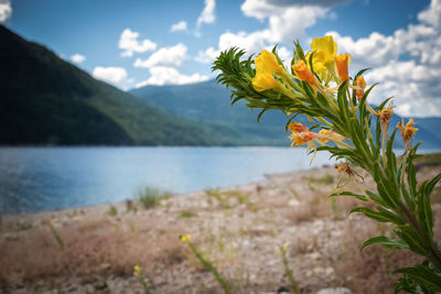 Close-up of yellow flower against sky