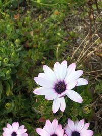 Close-up of osteospermum blooming outdoors