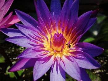 Close-up of passion flower blooming outdoors