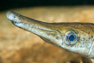 Close-up of fish