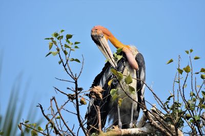 Greater adjutant stork