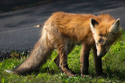 Fox standing on field