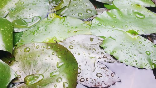 Full frame shot of water drops on lily