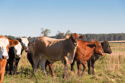 Cows standing in the field