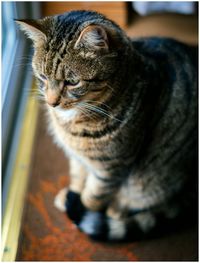 High angle view of cat sitting by window at home