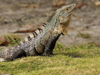 Lizard on a field