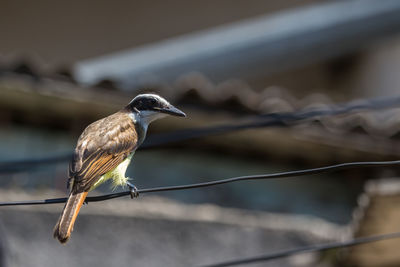 Bird perching on cable