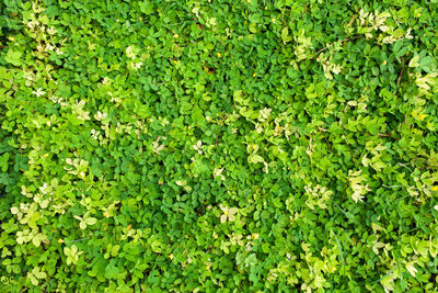Full frame shot of fresh green plants
