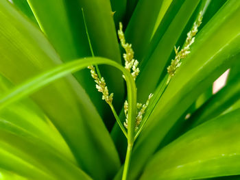 Fresh green grass between pandanus leaves, green nature background