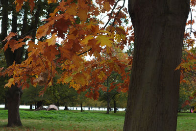 Trees in park during autumn