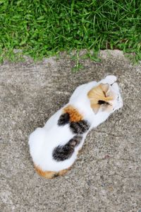 High angle view of cat on grass