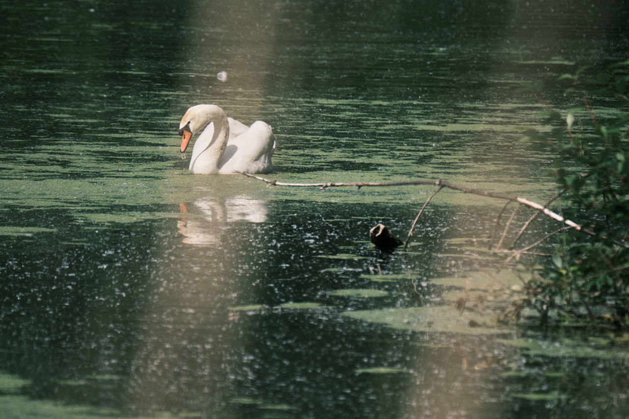 TWO SWANS SWIMMING IN WATER