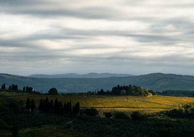 Scenic view of agricultural field against sky