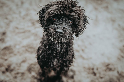 High angle portrait of messy dog sitting on sand at beach