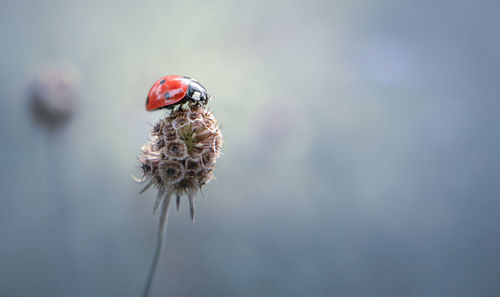 Close-up of ladybug on flower