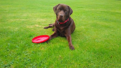 Dog playing with ball on field